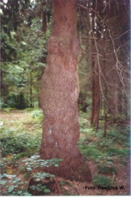 Baum auf einer Störzone mit starken Krebsauswachsungen